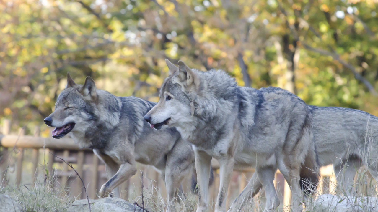 イラスト集 最新のhd三 びき の かわいい おおかみ