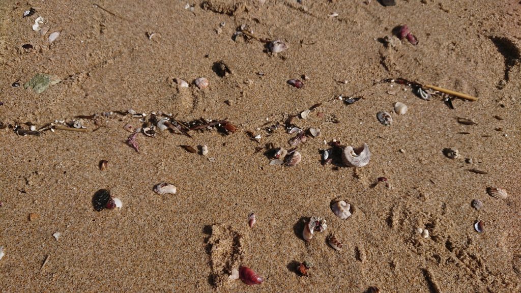 琴引浜の砂浜に落ちている貝殻