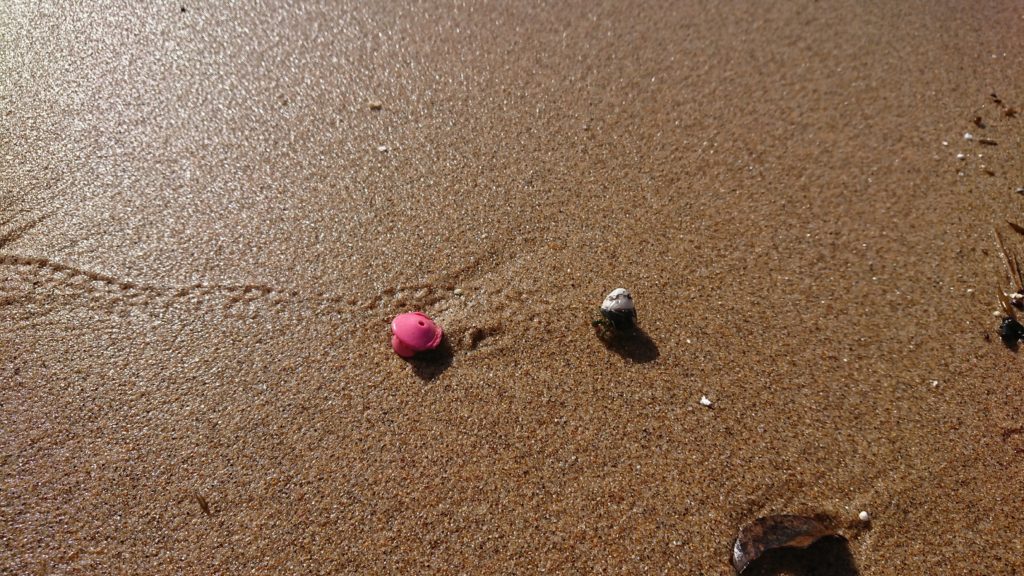 琴引浜の砂浜にいるヤドカリ