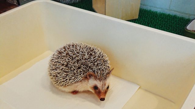 ハリネズミ