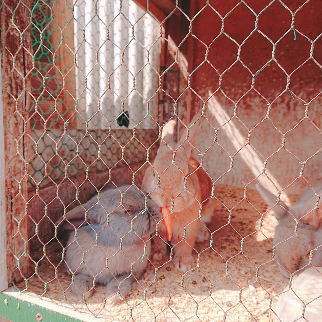 ミルク工房SORAのウサギ