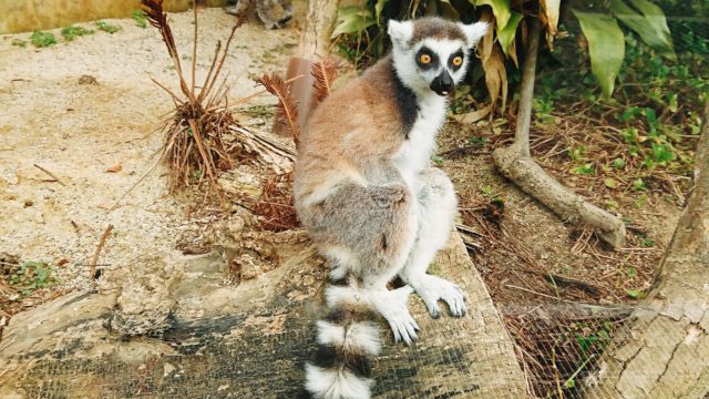 「京都市動物園」のワオキツネザル
