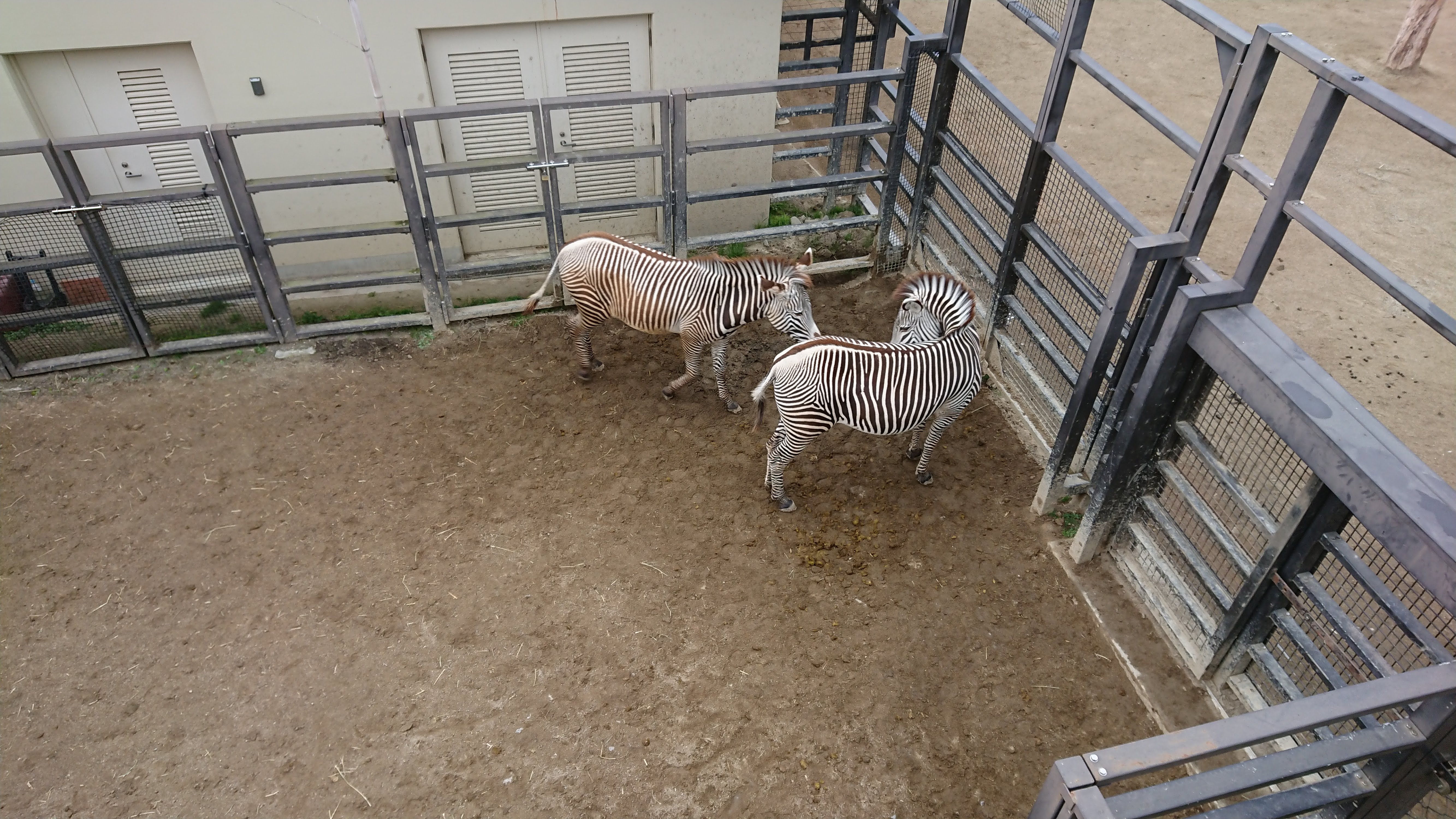 「京都市動物園」のシマウマ