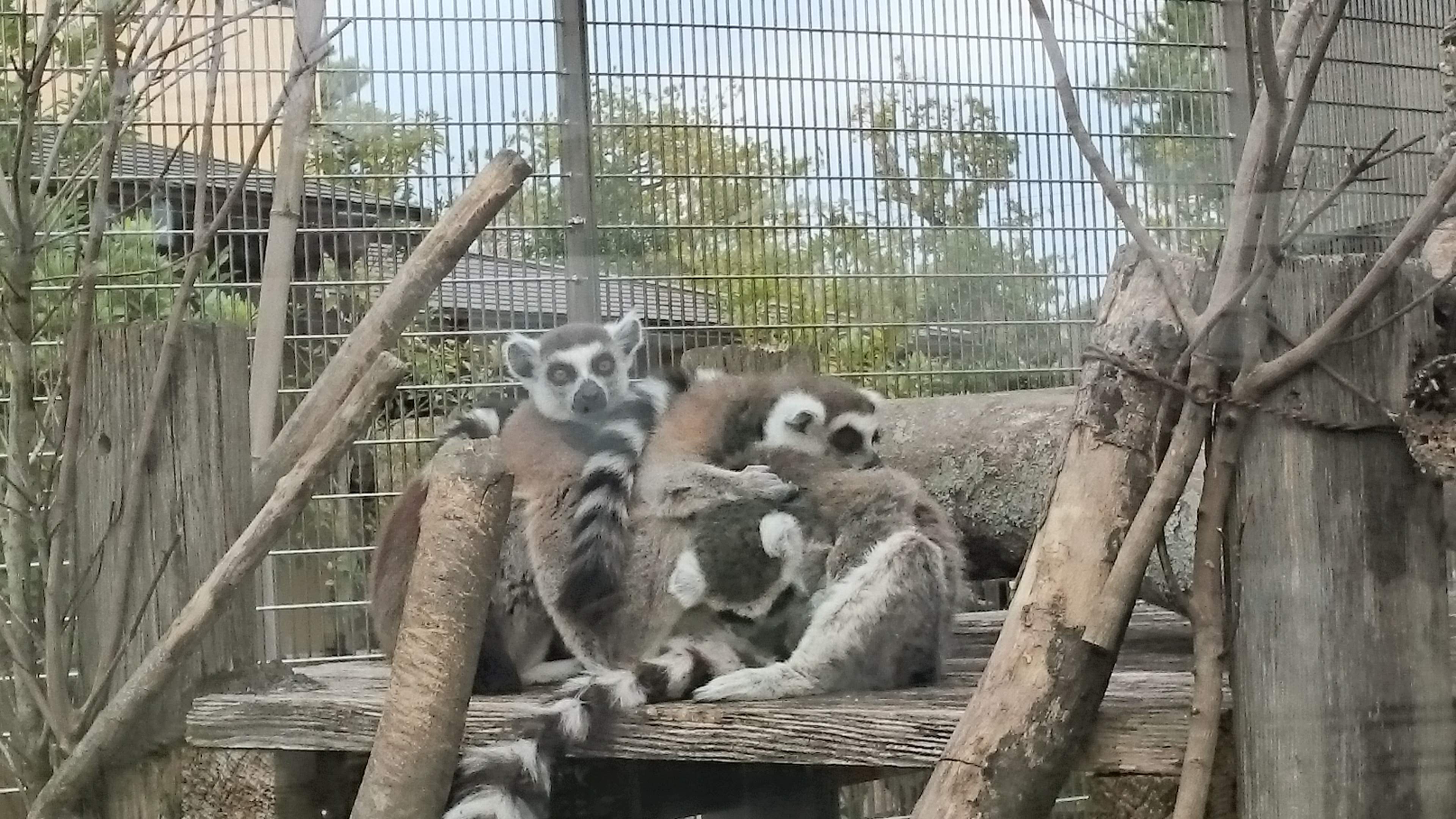 「京都市動物園」のワオキツネザル