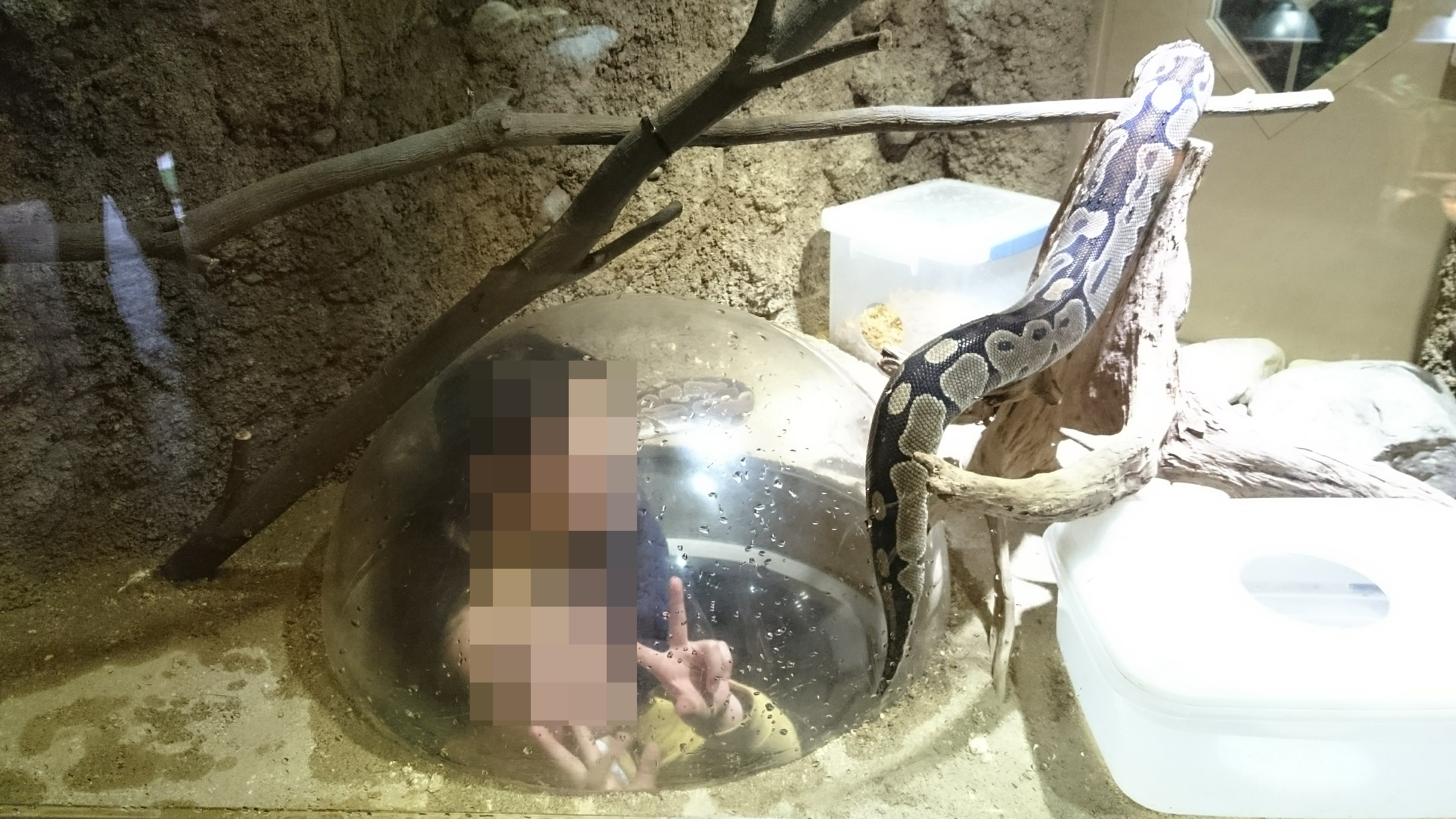 「京都市動物園」のヘビと覗く子供