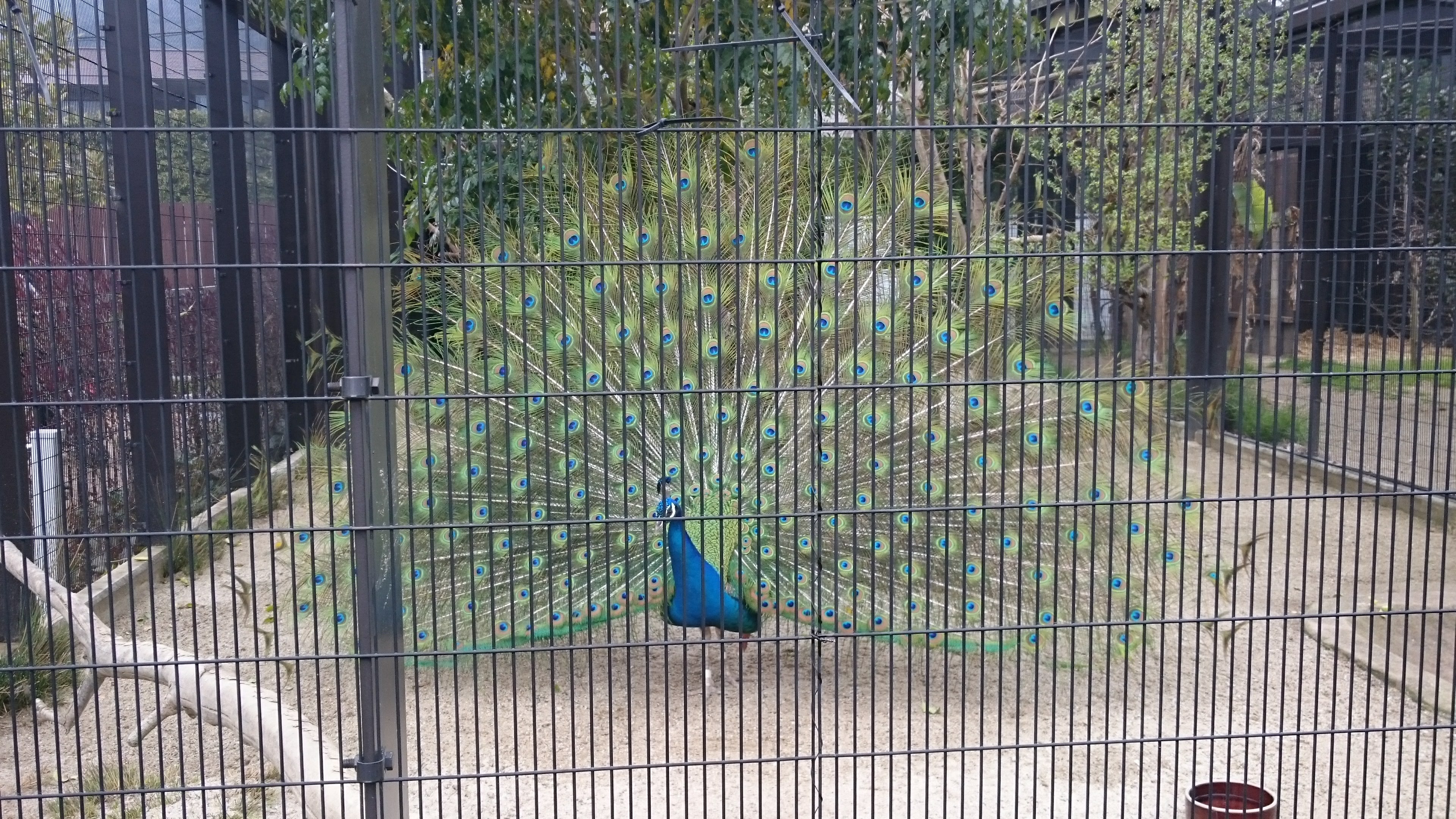 「京都市動物園」の孔雀