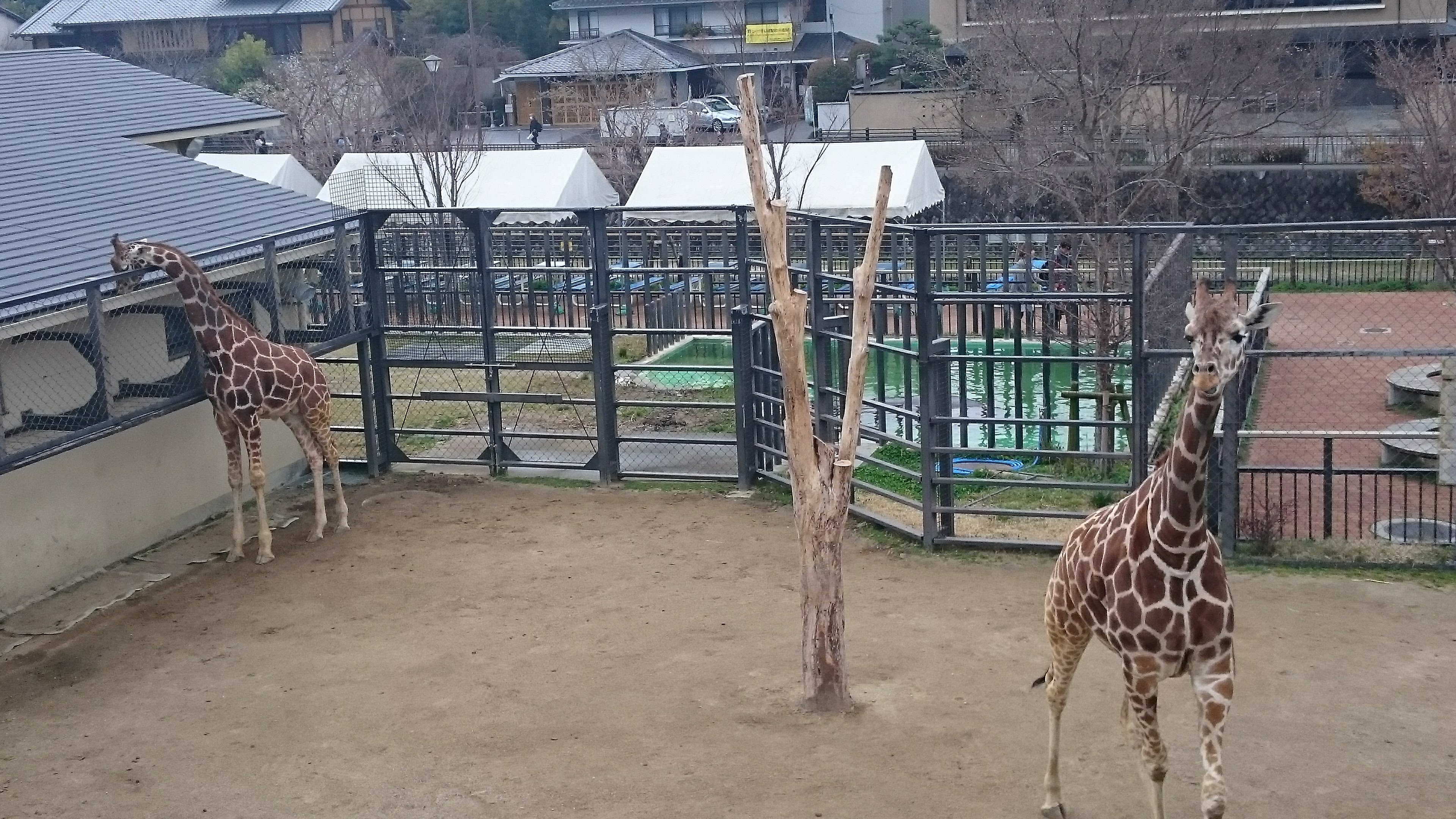「京都市動物園」のキリン