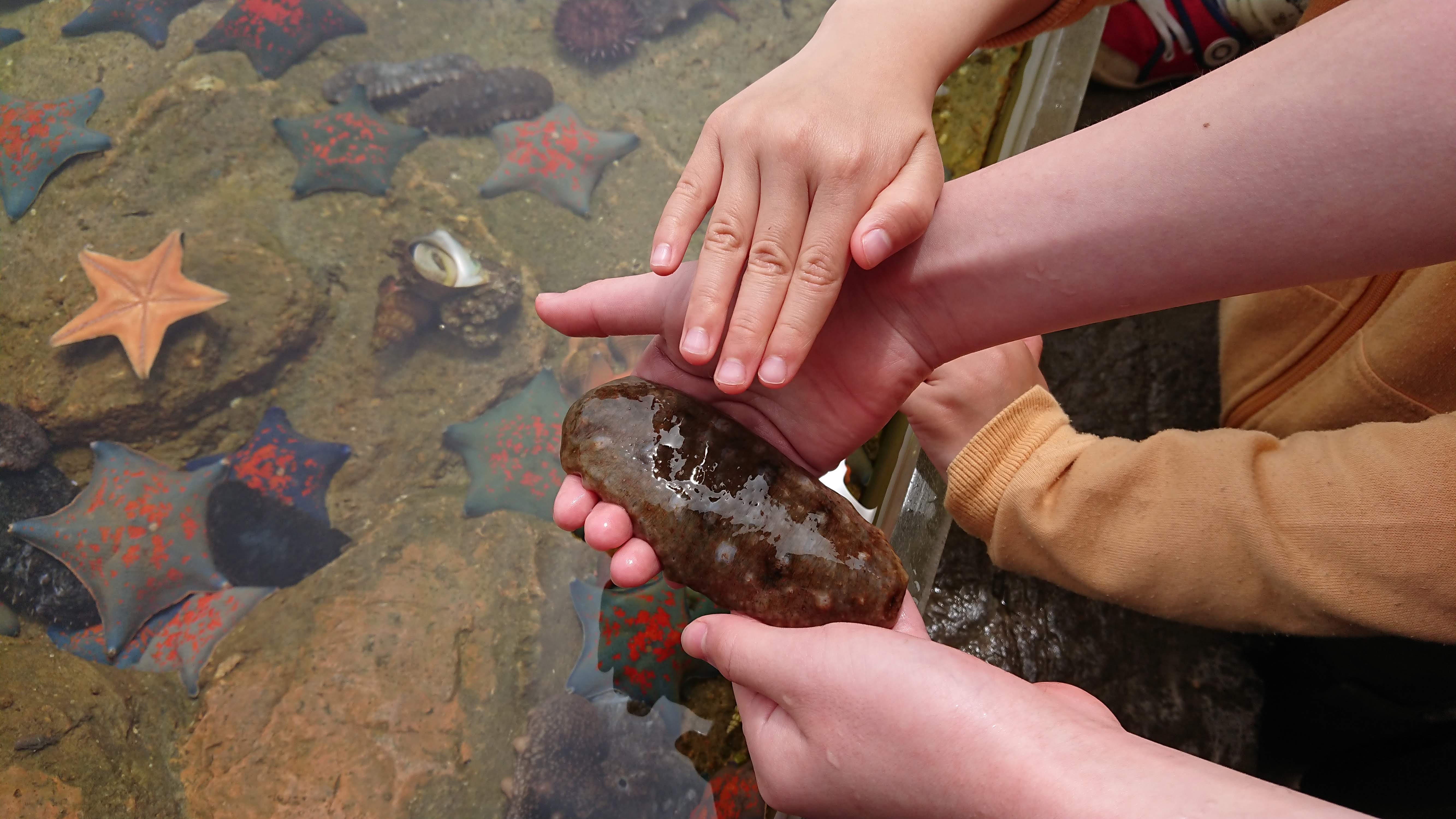「魚っ知館」のタッチングプールでなまこを触っている