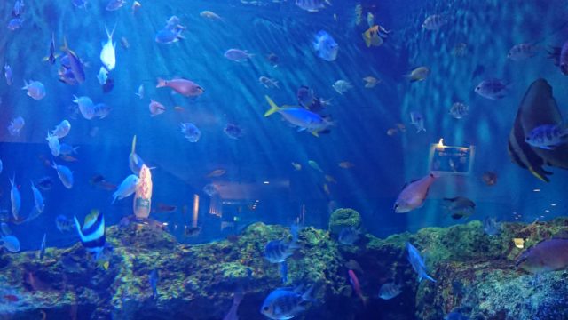 「魚っ知館」の水槽