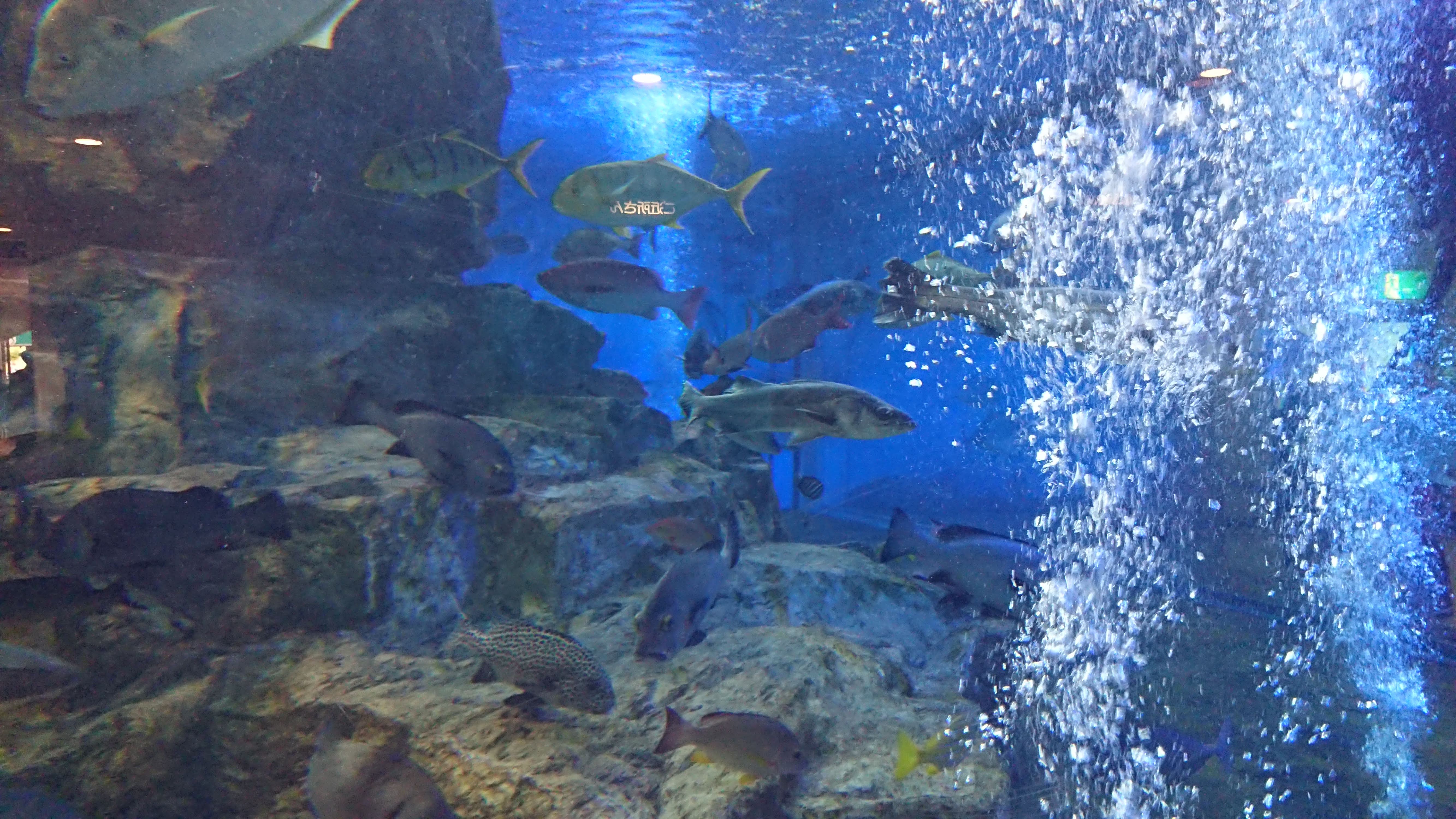 「魚っ知館」の水族館