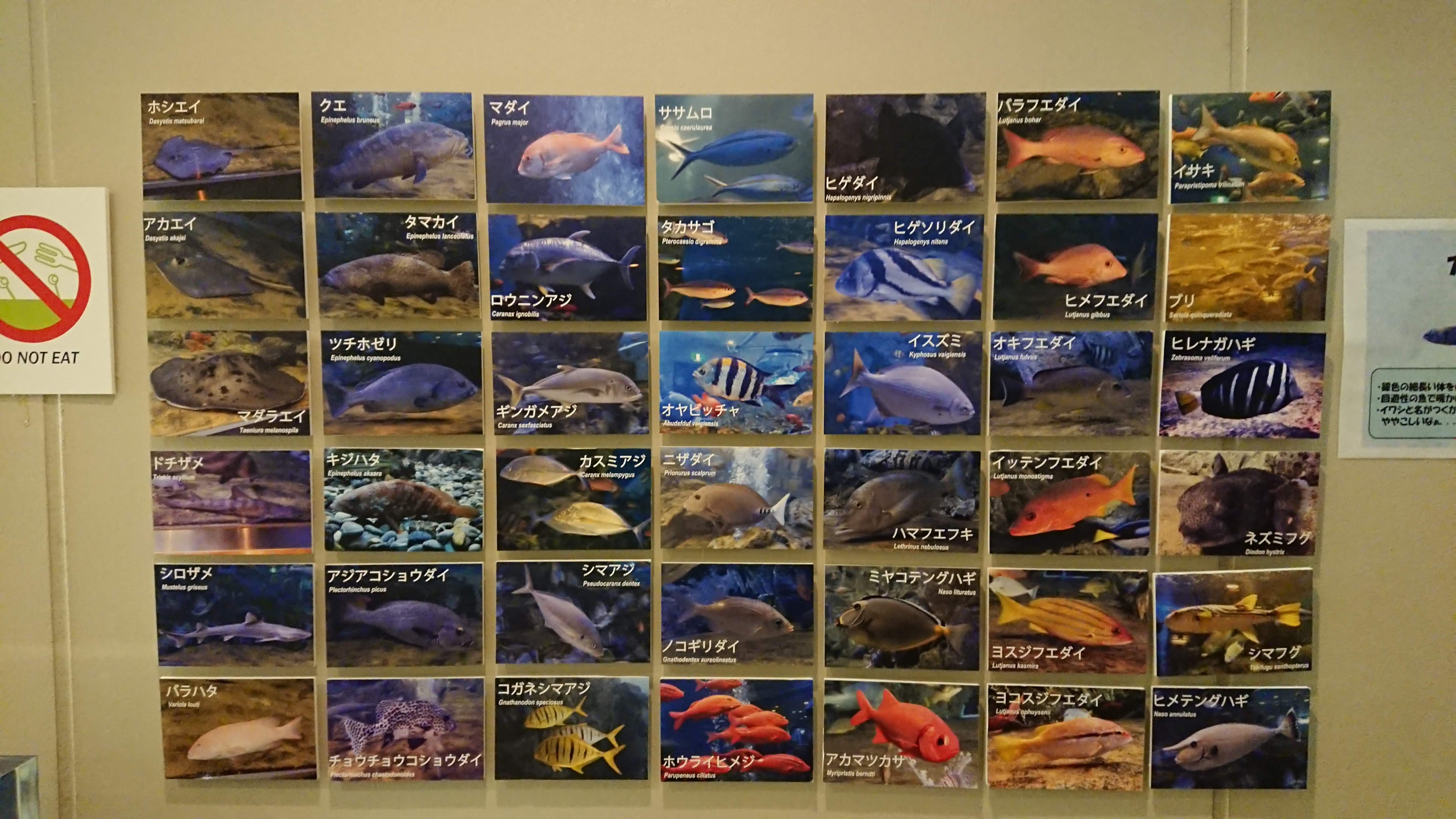 「魚っ知館」の水族館