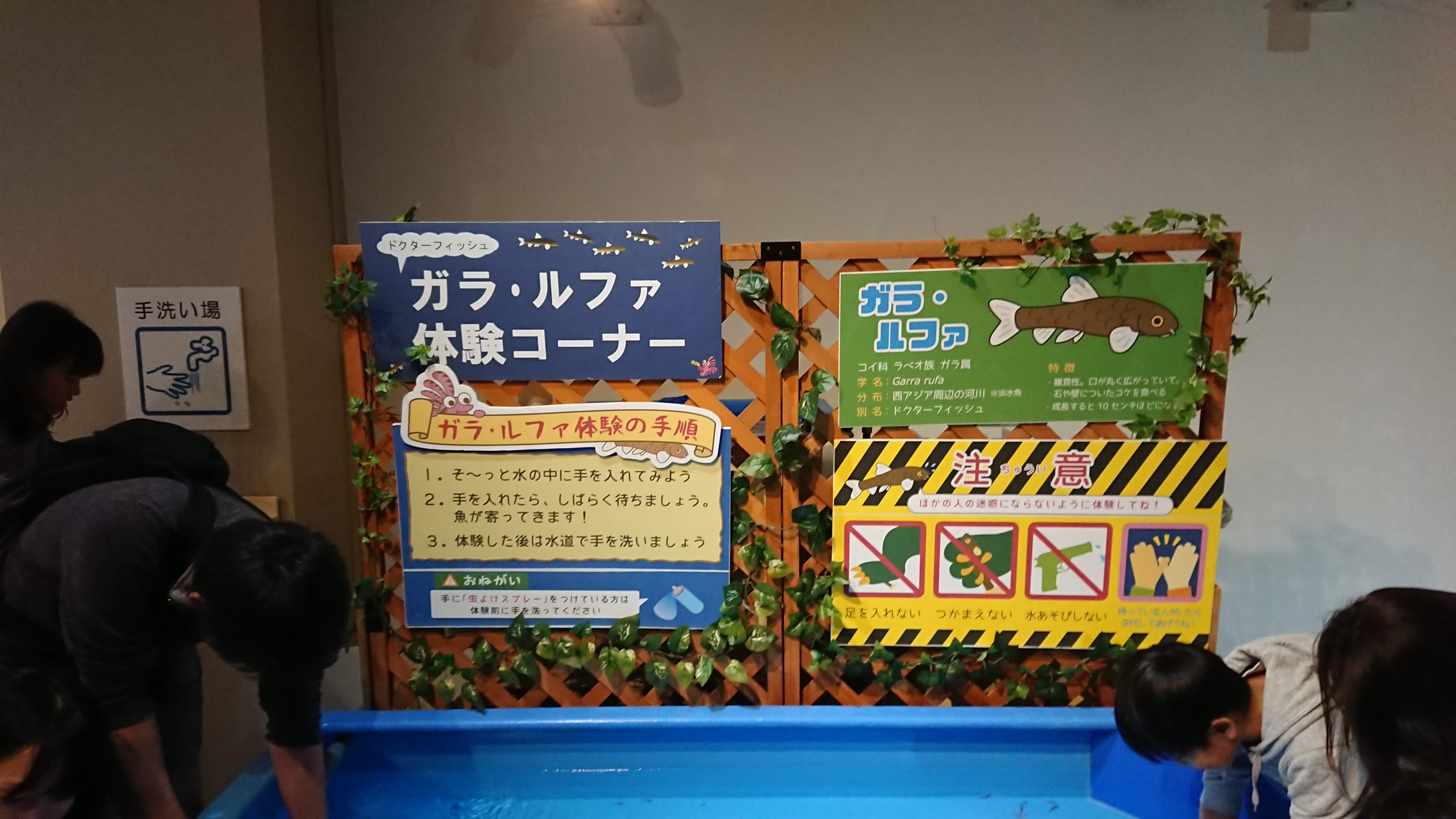 「魚っ知館」のガラ・ルファ体験コーナー