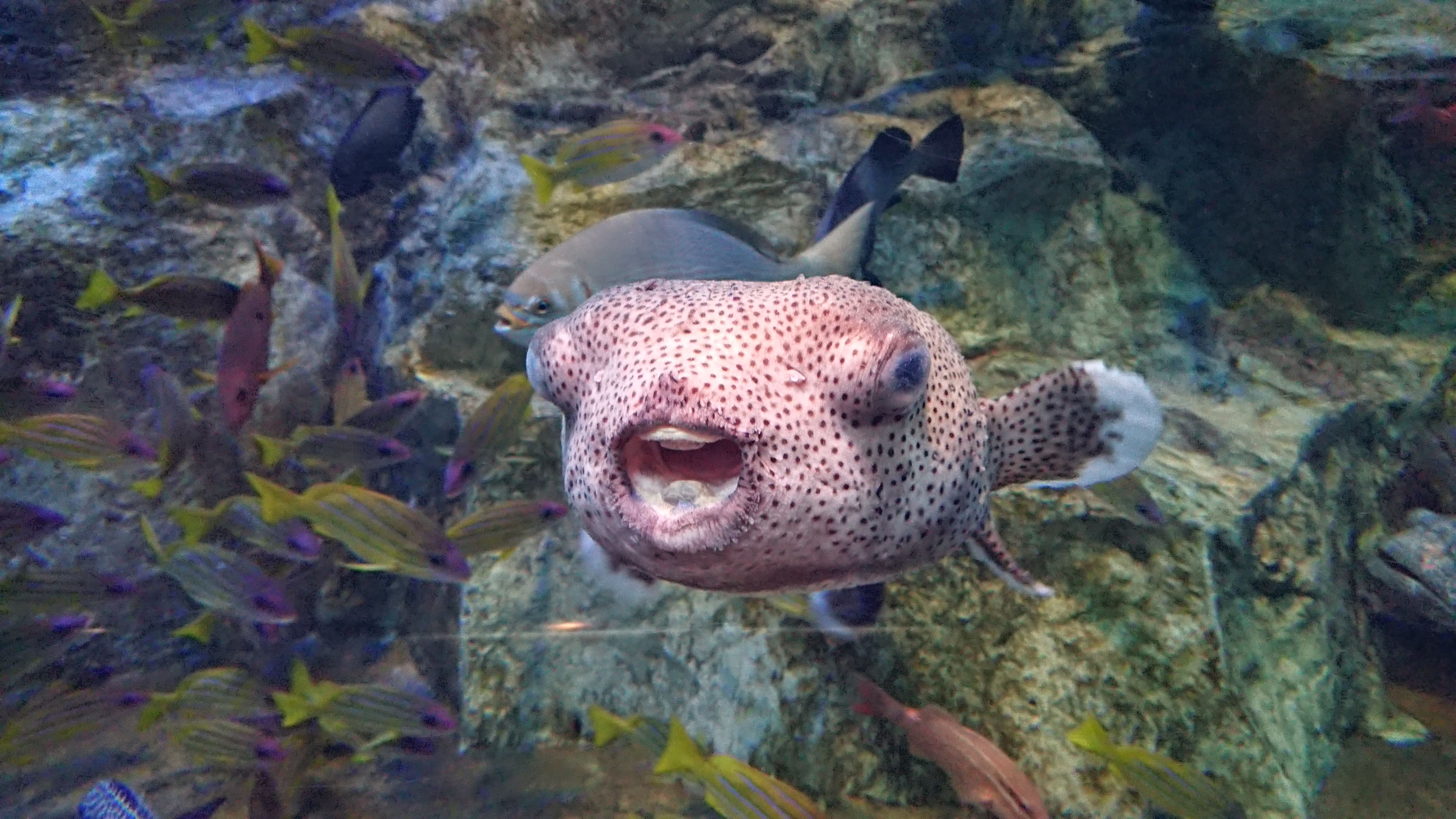 「魚っ知館」の水族館