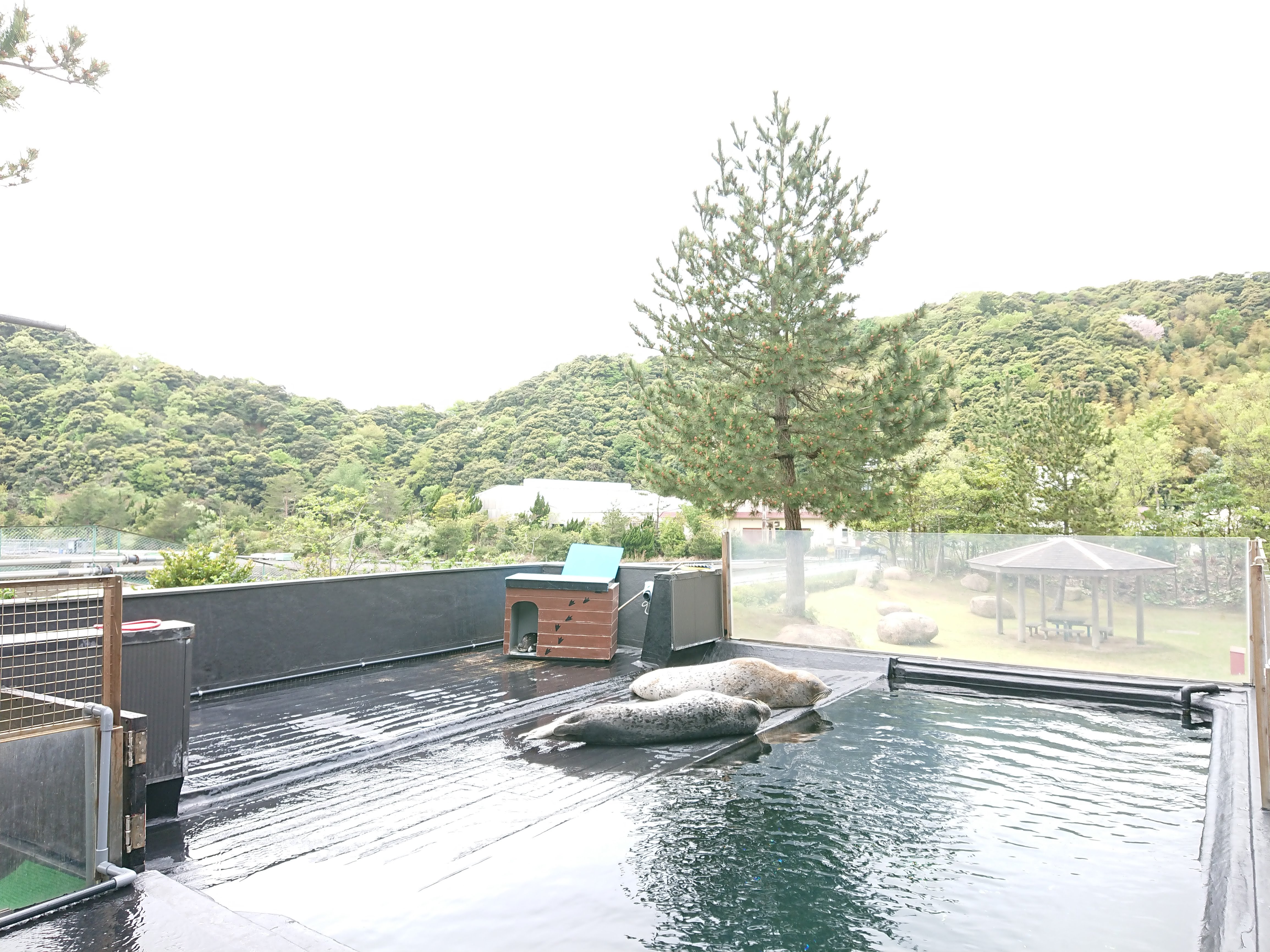「魚っ知館」のアザラシ